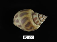 藏品(象牙鳳螺)的圖片